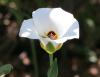 Sego lily?