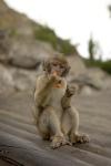 Monito