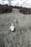 grass