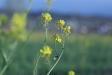 Flowers or Weeds?